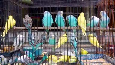 爱鸟鹦鹉在牢房里。 <strong>宠物市场</strong>上五颜六色的鸟。